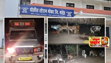 Photo of कत्तलीसाठी नेणारे ११ गोवंश भोकर पोलीसांनी पकडले